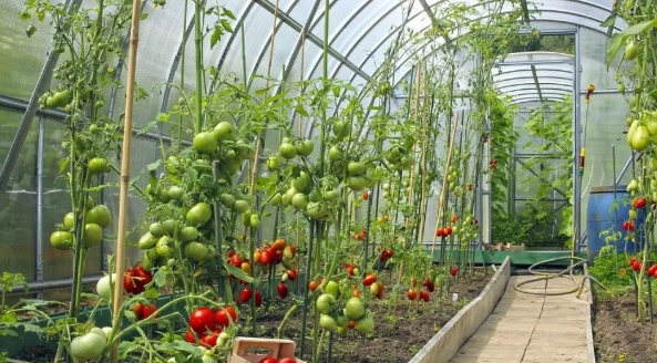 大棚小知識(shí)：低溫雨雪天，大棚蔬菜該如何防凍？